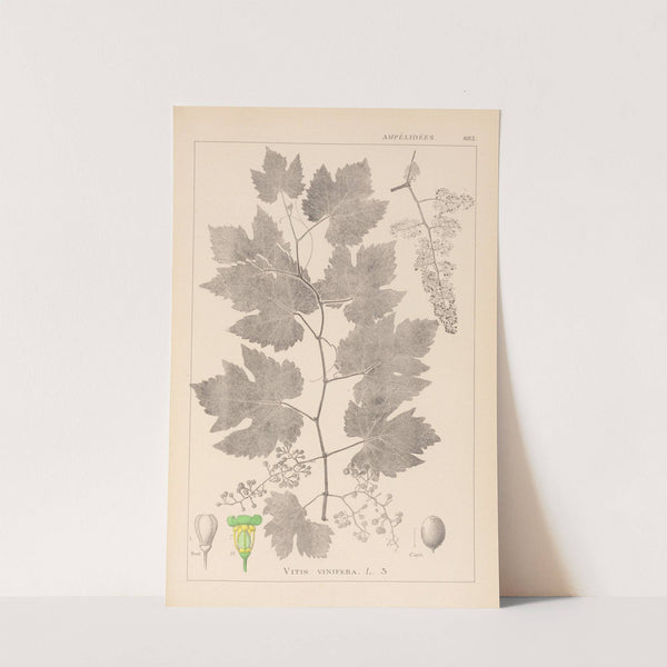 Herbier de la flore française Pl.0124 by Louis Antoine Cusin