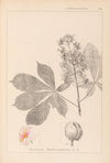 Herbier de la flore française Pl.0125