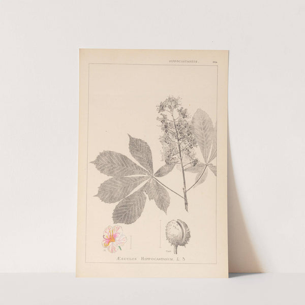 Herbier de la flore française Pl.0125 by Louis Antoine Cusin