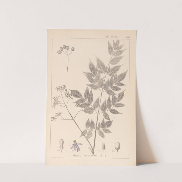 Herbier de la flore française Pl.0126 by Louis Antoine Cusin