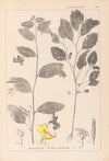Herbier de la flore française Pl.0127