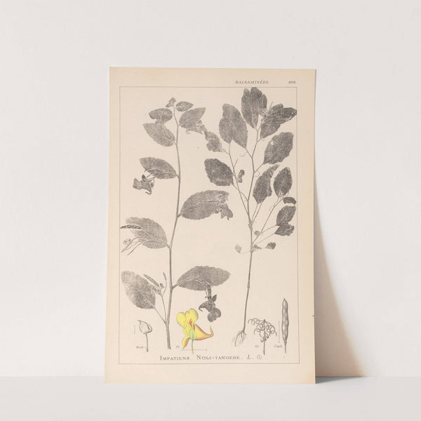 Herbier de la flore française Pl.0127 by Louis Antoine Cusin