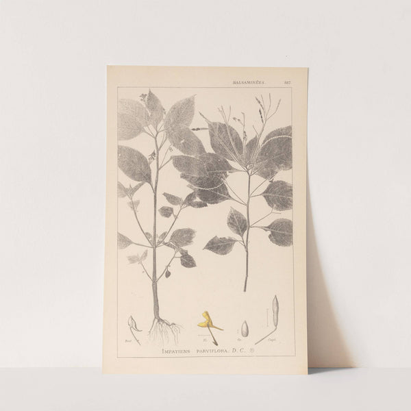 Herbier de la flore française Pl.0128 by Louis Antoine Cusin