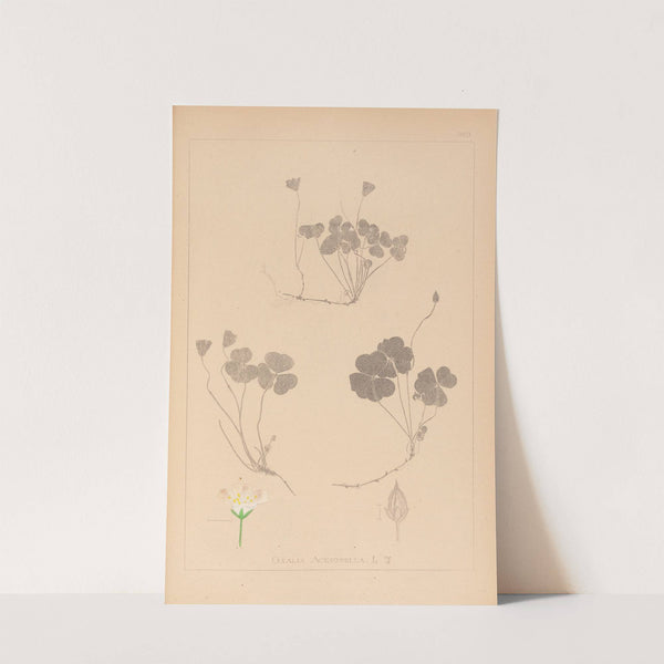 Herbier de la flore française Pl.0129 by Louis Antoine Cusin