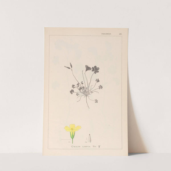 Herbier de la flore française Pl.0130 by Louis Antoine Cusin