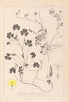Herbier de la flore française Pl.0132