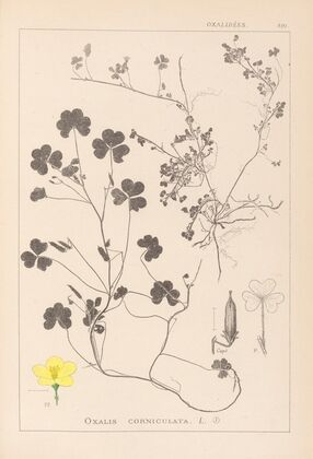 Herbier de la flore française Pl.0132