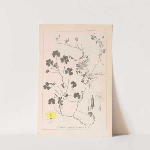 Herbier de la flore française Pl.0132 by Louis Antoine Cusin