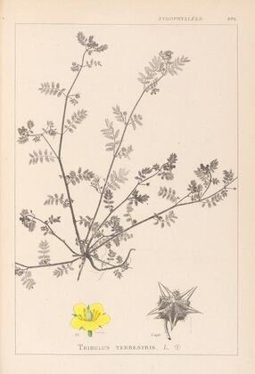 Herbier de la flore française Pl.0133