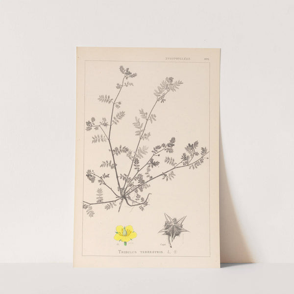 Herbier de la flore française Pl.0133 by Louis Antoine Cusin