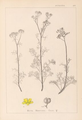 Herbier de la flore française Pl.0134