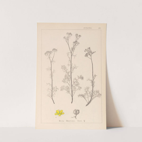 Herbier de la flore française Pl.0134 by Louis Antoine Cusin