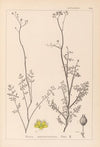 Herbier de la flore française Pl.0135