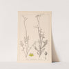 Herbier de la flore française Pl.0135 by Louis Antoine Cusin