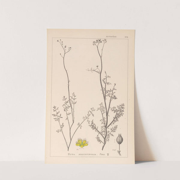 Herbier de la flore française Pl.0135 by Louis Antoine Cusin