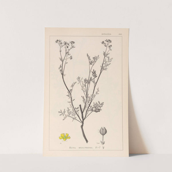 Herbier de la flore française Pl.0136 by Louis Antoine Cusin