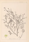 Herbier de la flore française Pl.0138