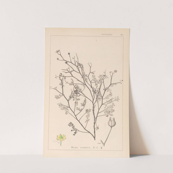 Herbier de la flore française Pl.0138 by Louis Antoine Cusin