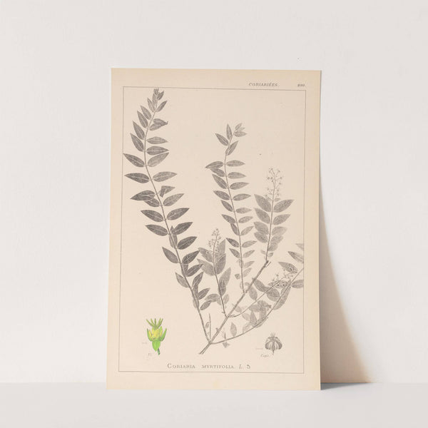 Herbier de la flore française Pl.0140 by Louis Antoine Cusin