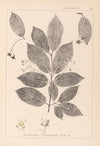 Herbier de la flore française Pl.0142
