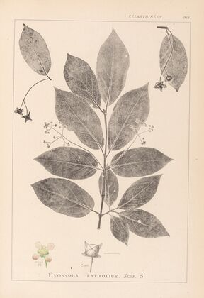 Herbier de la flore française Pl.0142