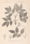 Herbier de la flore française Pl.0143