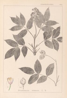 Herbier de la flore française Pl.0143