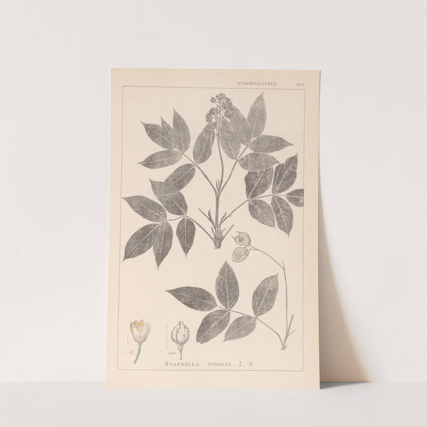 Herbier de la flore française Pl.0143 by Louis Antoine Cusin