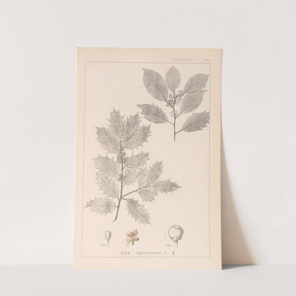Herbier de la flore française Pl.0144 by Louis Antoine Cusin