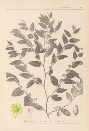 Herbier de la flore française Pl.0145
