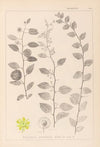 Herbier de la flore française Pl.0146