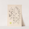 Herbier de la flore française Pl.0146 by Louis Antoine Cusin