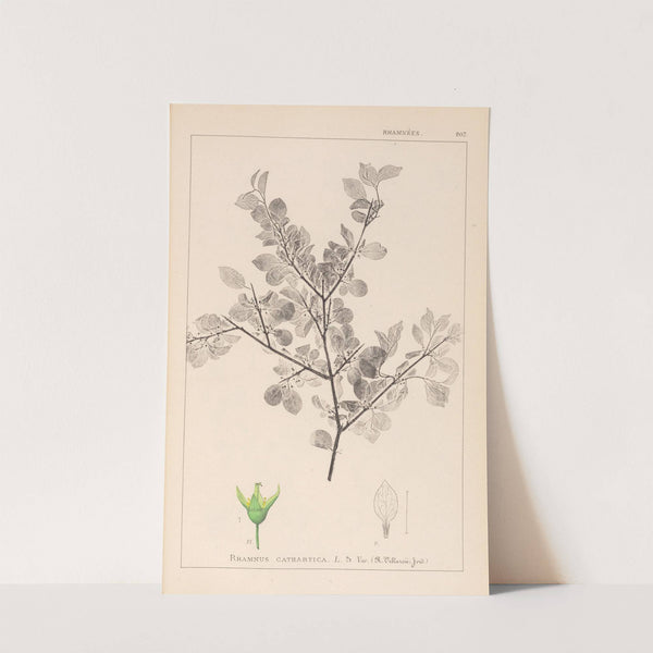 Herbier de la flore française Pl.0148 by Louis Antoine Cusin