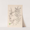 Herbier de la flore française Pl.0149 by Louis Antoine Cusin
