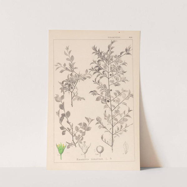 Herbier de la flore française Pl.0149 by Louis Antoine Cusin