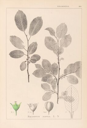 Herbier de la flore française Pl.0151