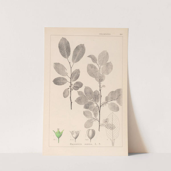 Herbier de la flore française Pl.0151 by Louis Antoine Cusin