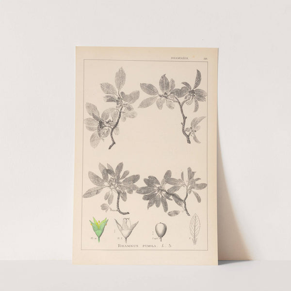 Herbier de la flore française Pl.0152 by Louis Antoine Cusin