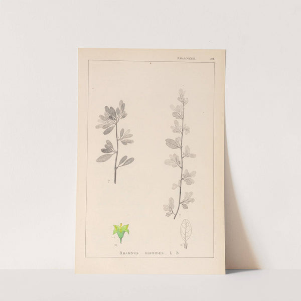 Herbier de la flore française Pl.0153 by Louis Antoine Cusin