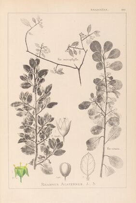 Herbier de la flore française Pl.0154