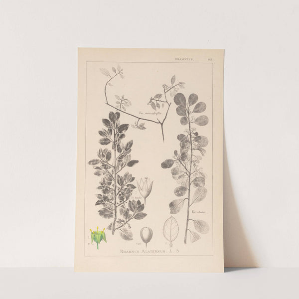 Herbier de la flore française Pl.0154 by Louis Antoine Cusin