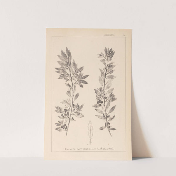Herbier de la flore française Pl.0155 by Louis Antoine Cusin