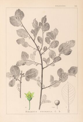 Herbier de la flore française Pl.0156