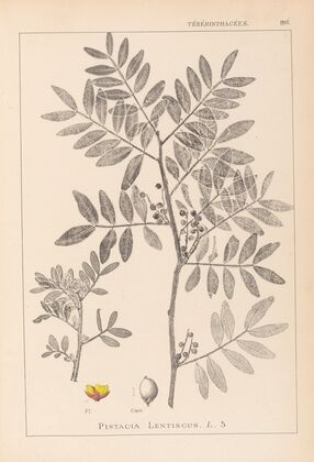 Herbier de la flore française Pl.0157