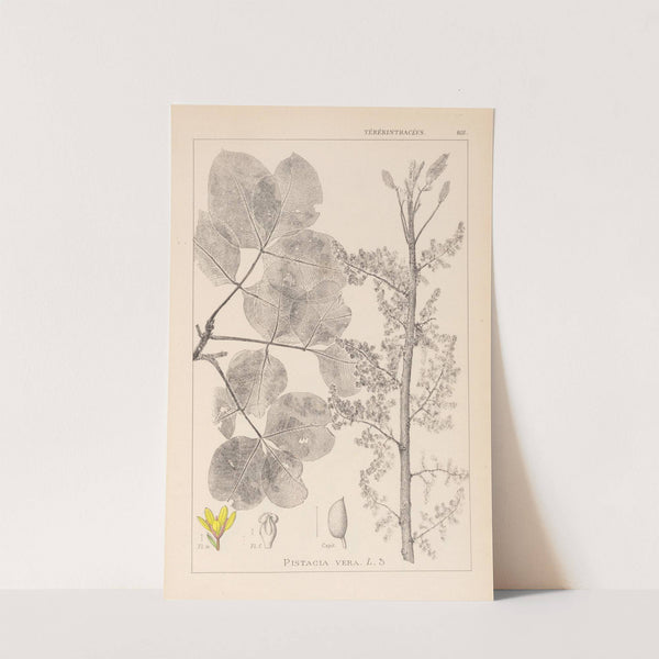 Herbier de la flore française Pl.0159 by Louis Antoine Cusin