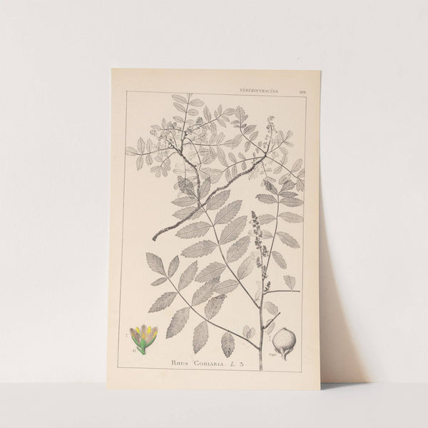Herbier de la flore française Pl.0160 by Louis Antoine Cusin