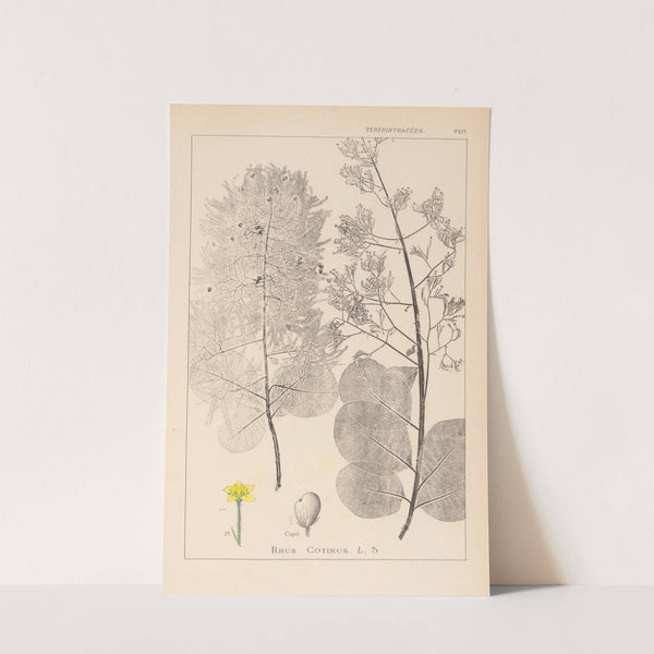 Herbier de la flore française Pl.0161 by Louis Antoine Cusin