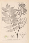 Herbier de la flore française Pl.0162