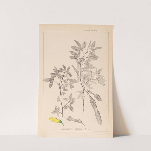 Herbier de la flore française Pl.0163 by Louis Antoine Cusin