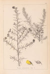 Herbier de la flore française Pl.0164